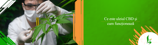 Ce este uleiul CBD si cum functioneaza