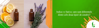 Indica vs Sativa: care sunt diferentele dintre cele doua tipuri de canabis?