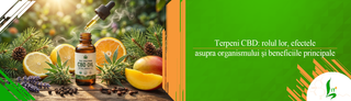 Terpeni CBD: rolul lor, efectele asupra organismului și beneficiile principale