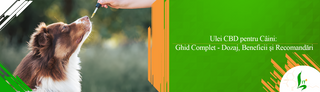 Ulei CBD pentru Caini: Ghid Complet - Dozaj, Beneficii si Recomandari