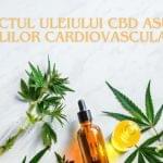 Impactul uleiului CBD asupra bolilor cardiovasculare